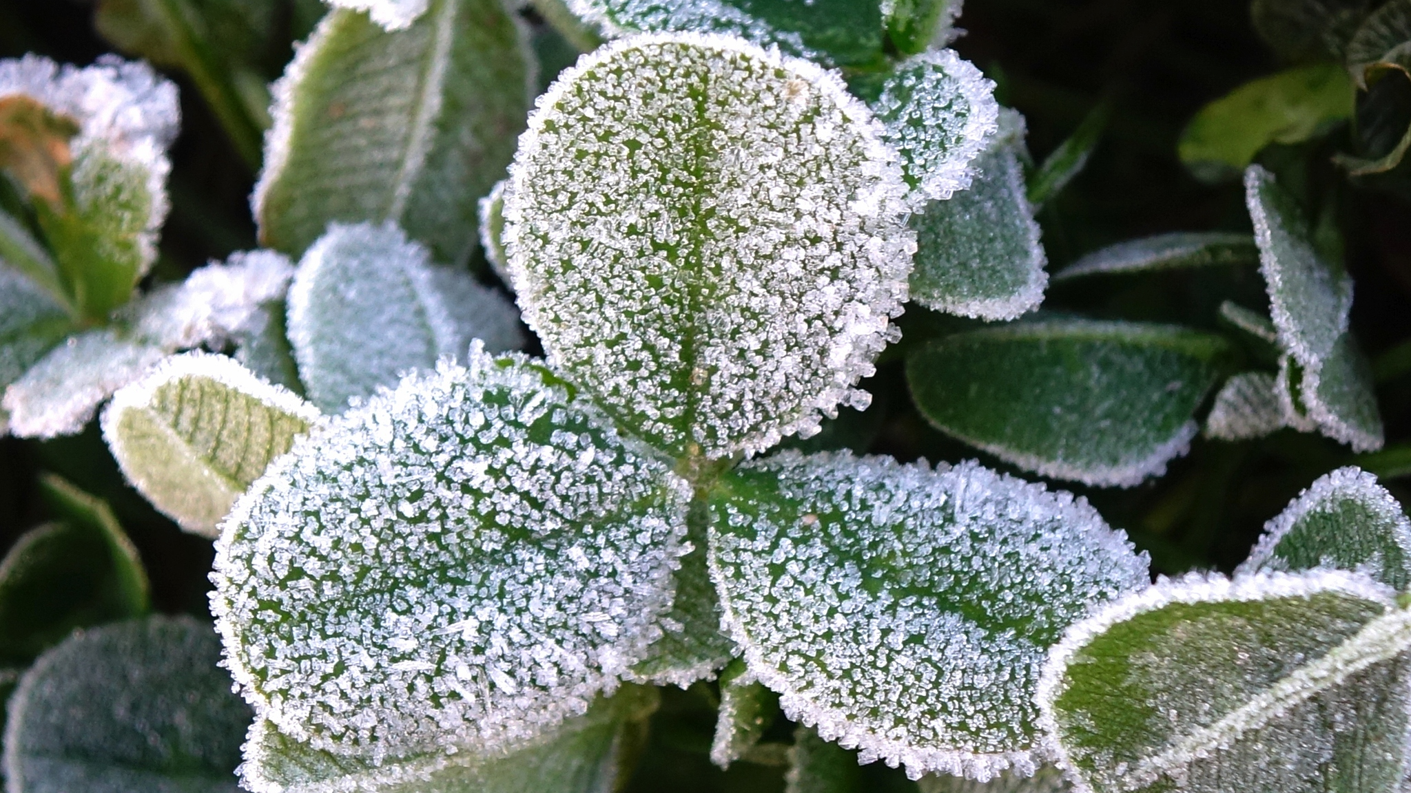 China issues blue alerts as cold wave brings widespread snowfall