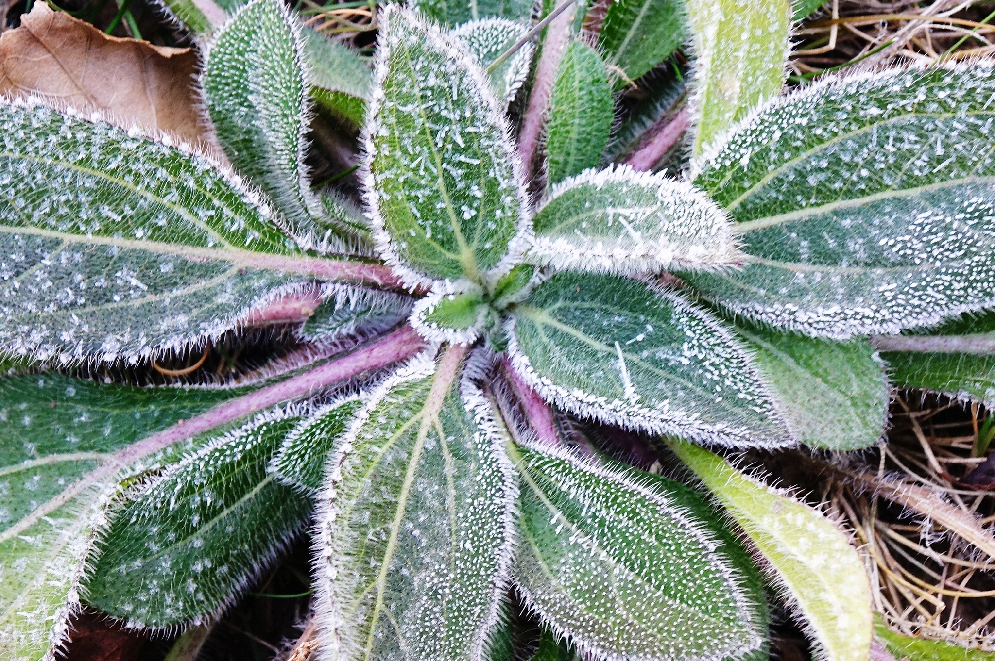 Frost on leaves in Qingdao, Shandong Province, east China, December 9, 2025. /VCG