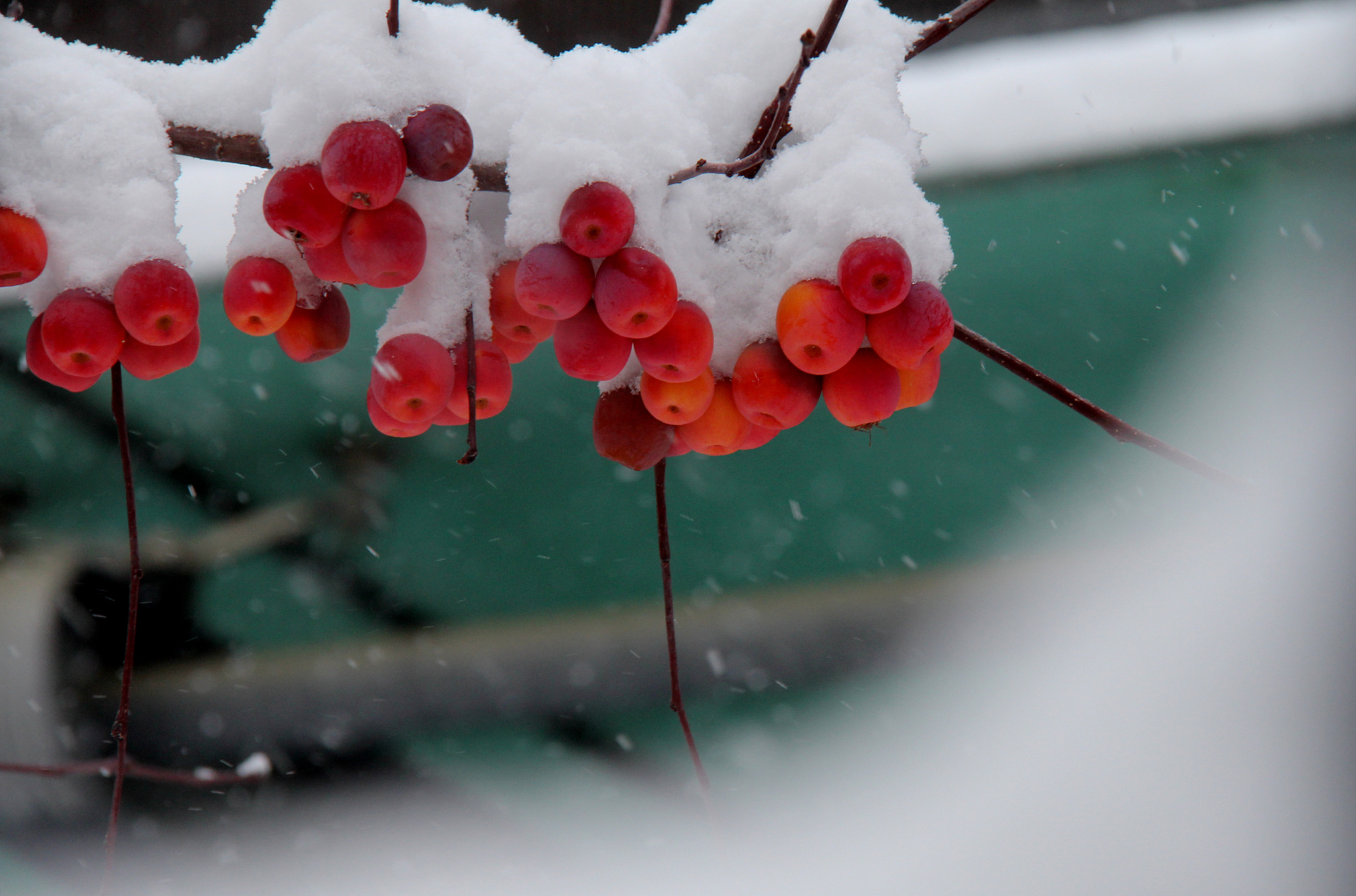Snow gathers on a fruit tree in Yumin County, Tacheng Prefecture in northwest China's Xinjiang Uygur Autonomous Region, December 10, 2025. /VCG