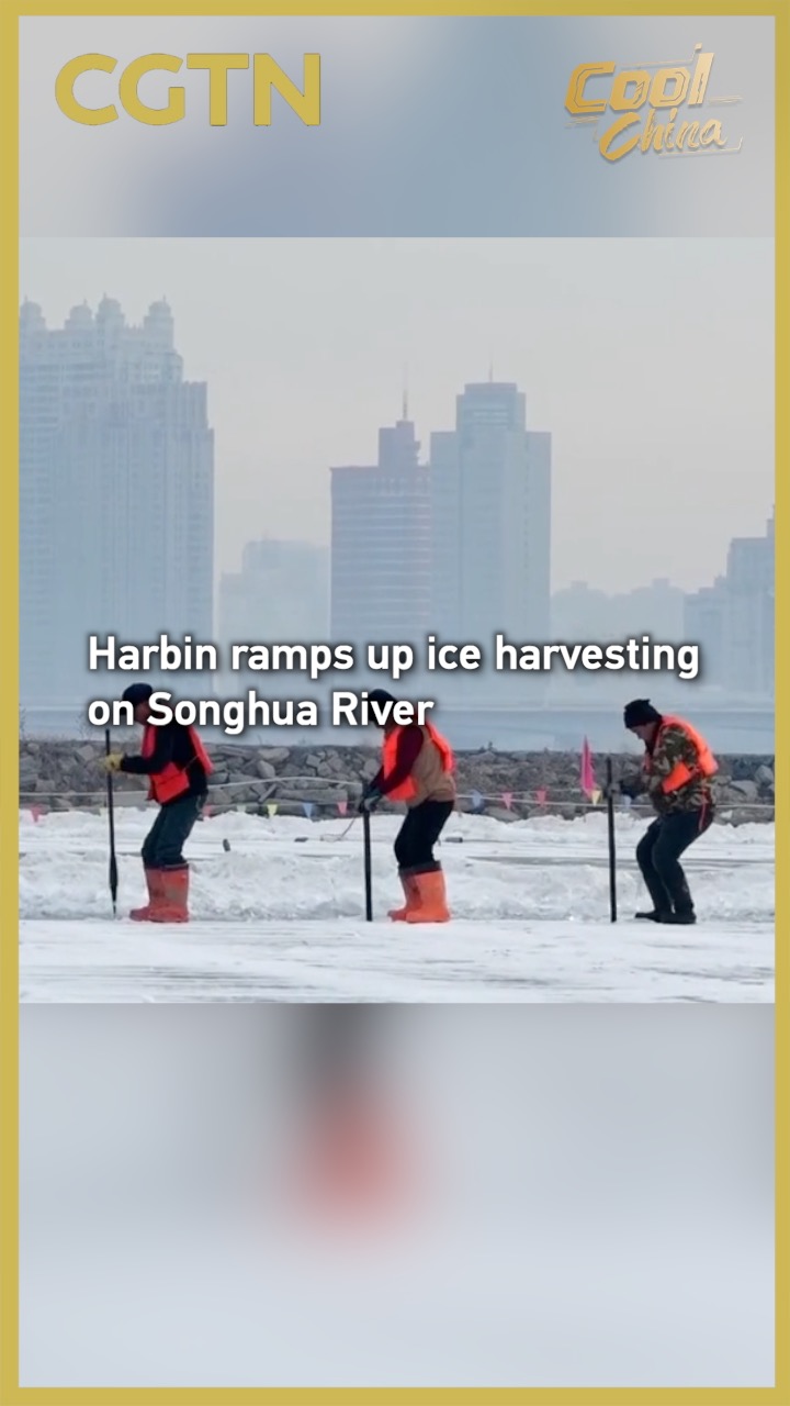 Harbin ramps up ice harvesting on Songhua River
