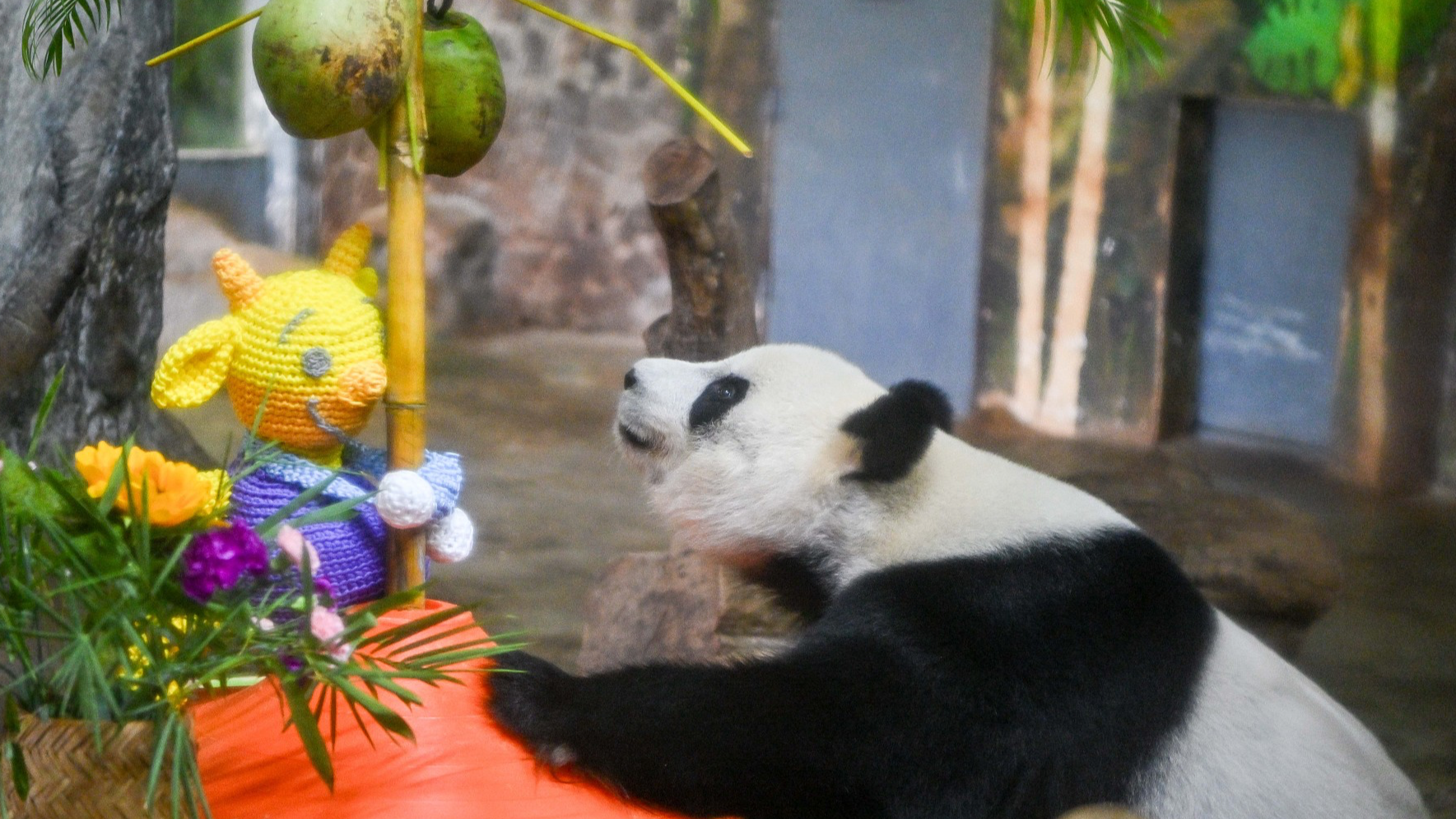 Live: Endearing moments of giant pandas in S China's Hainan Province – Ep. 4