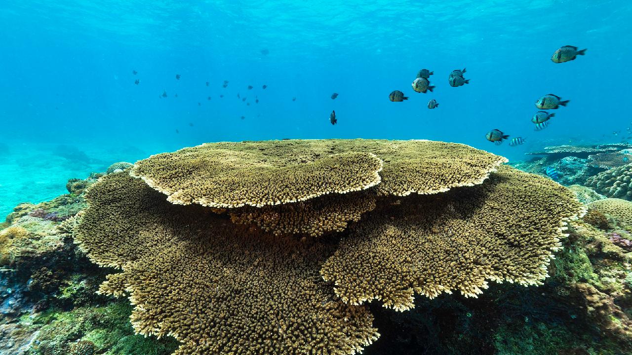 Marine ecology off south China's Hainan Island remains favorable