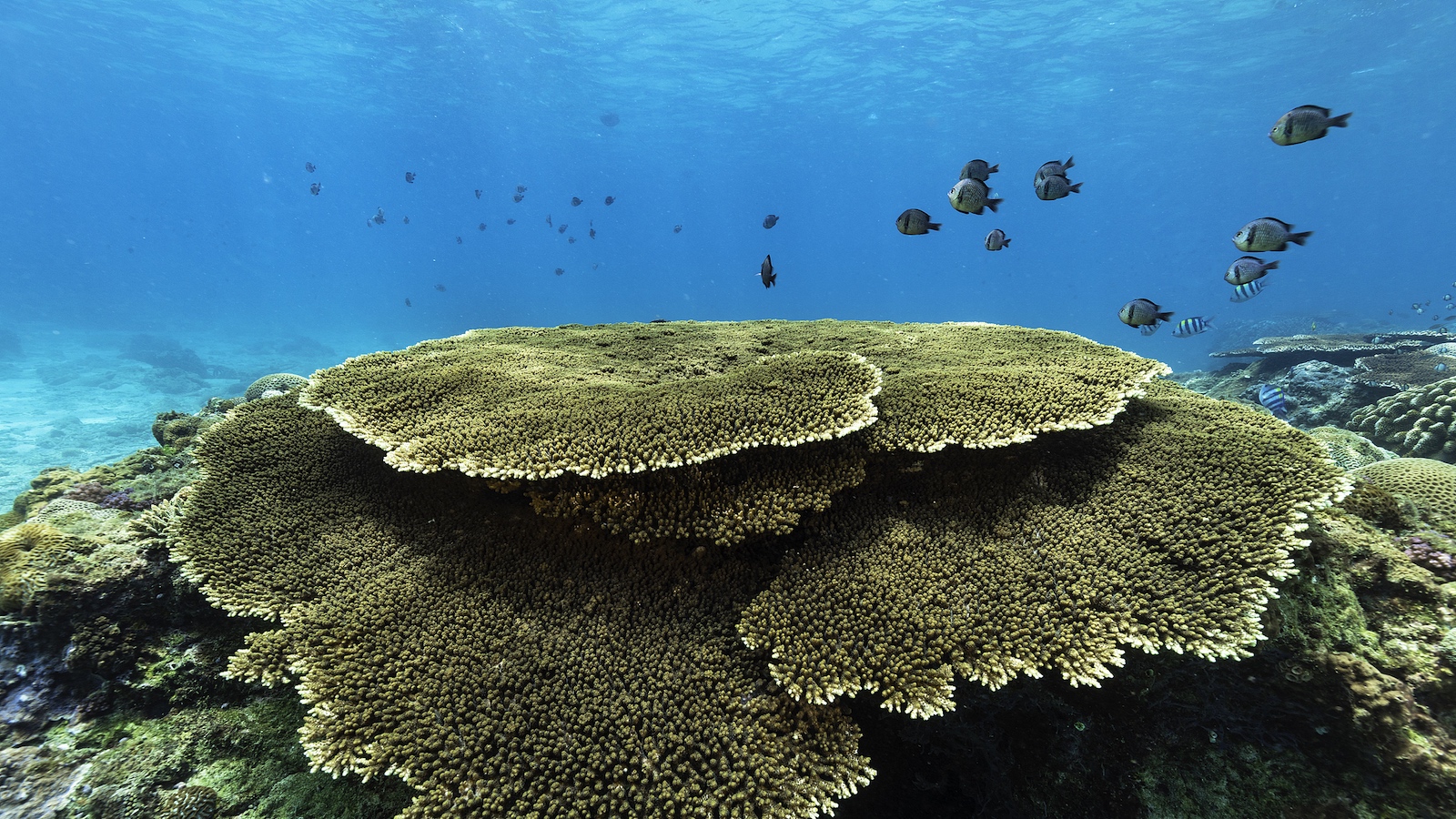 Marine ecology off south China's Hainan Island remains favorable