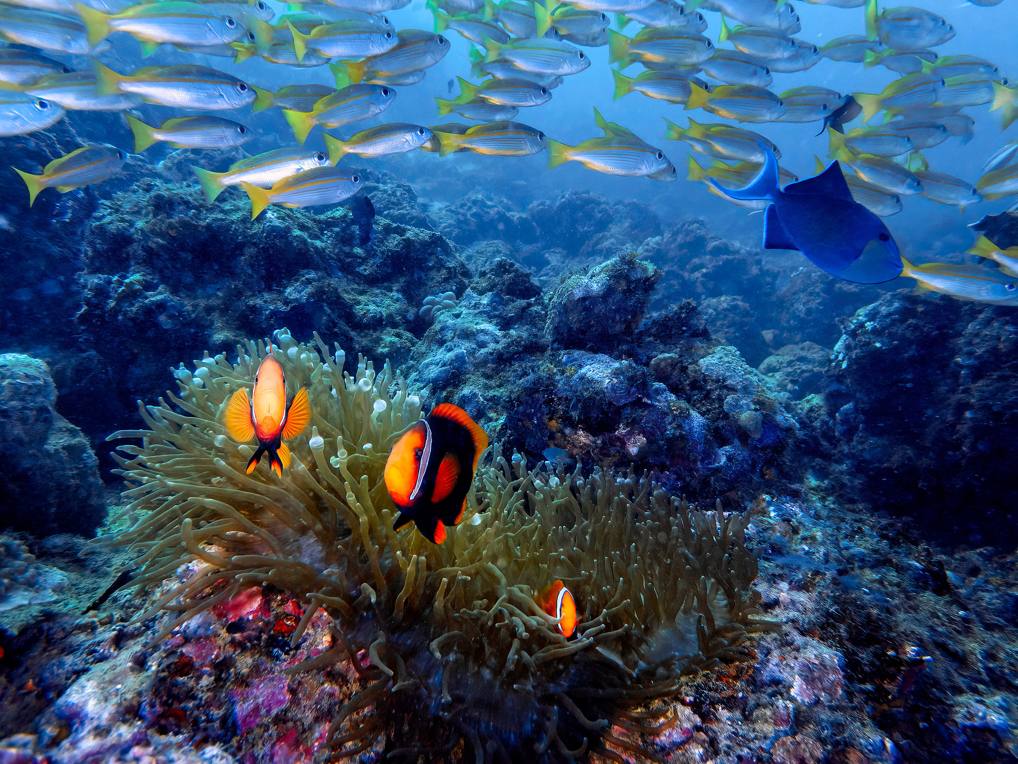 Vibrant marine life in the waters of Wanning, Hainan Province, south China. /VCG