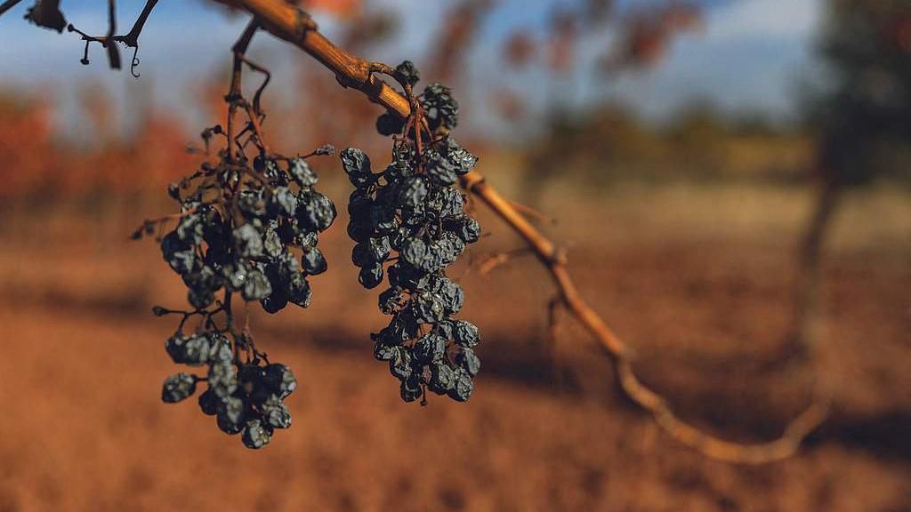 Grapes turn to raisins due to the drought at a vineyard in Douzens, southwestern France, November 10, 2025. /VCG