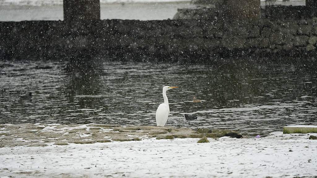 A heron fishing in the snow, Zhengzhou City, Henan Province, December 12, 2025. /VCG