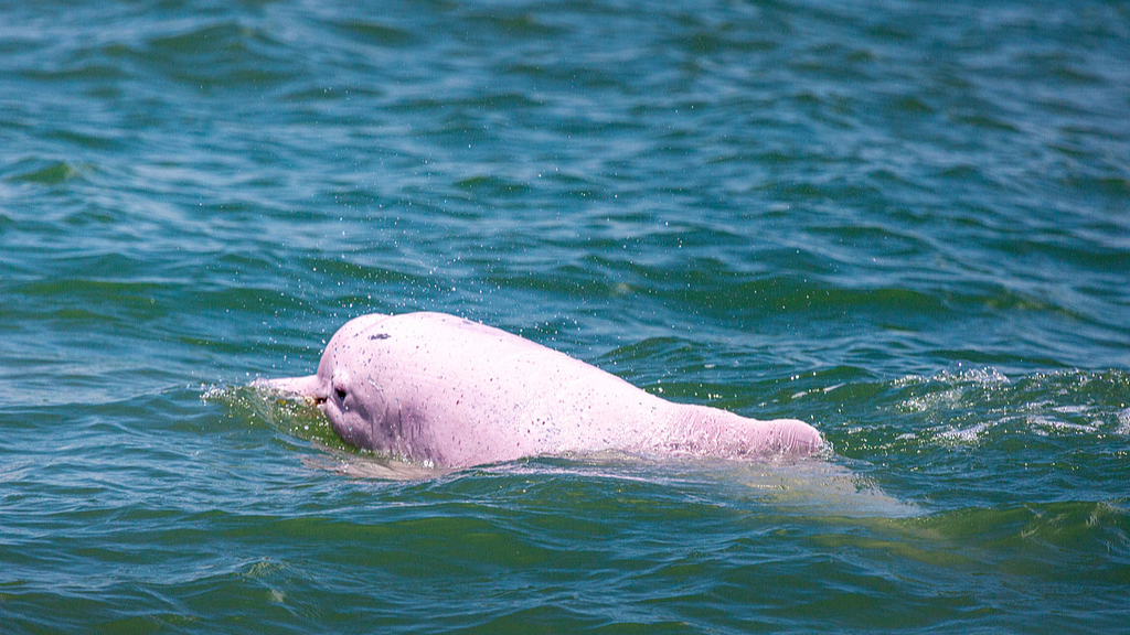 A Chinese white dolphin is seen in Zhanjiang, south China's Guangdong Province, July 5, 2022. /VCG
