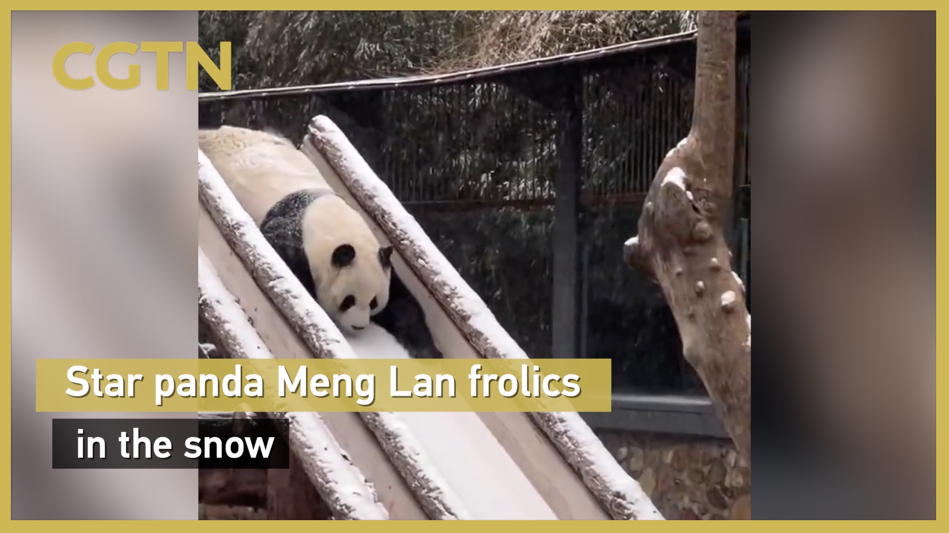Star panda Meng Lan frolics in the snow
