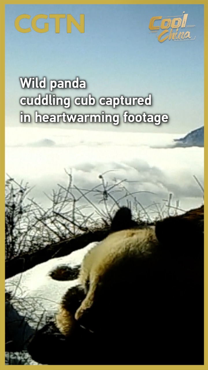 Wild panda cuddles cub in heartwarming footage