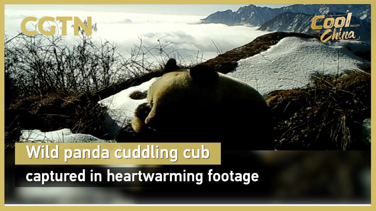 Wild panda cuddles cub in heartwarming footage - CGTN