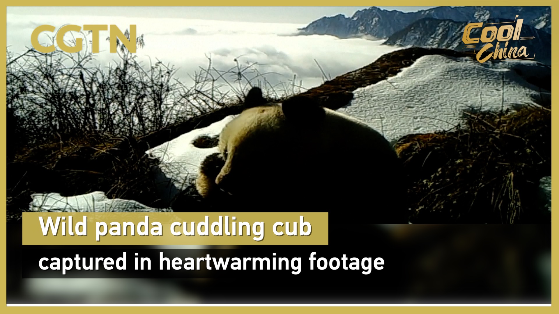 Wild panda cuddles cub in heartwarming footage