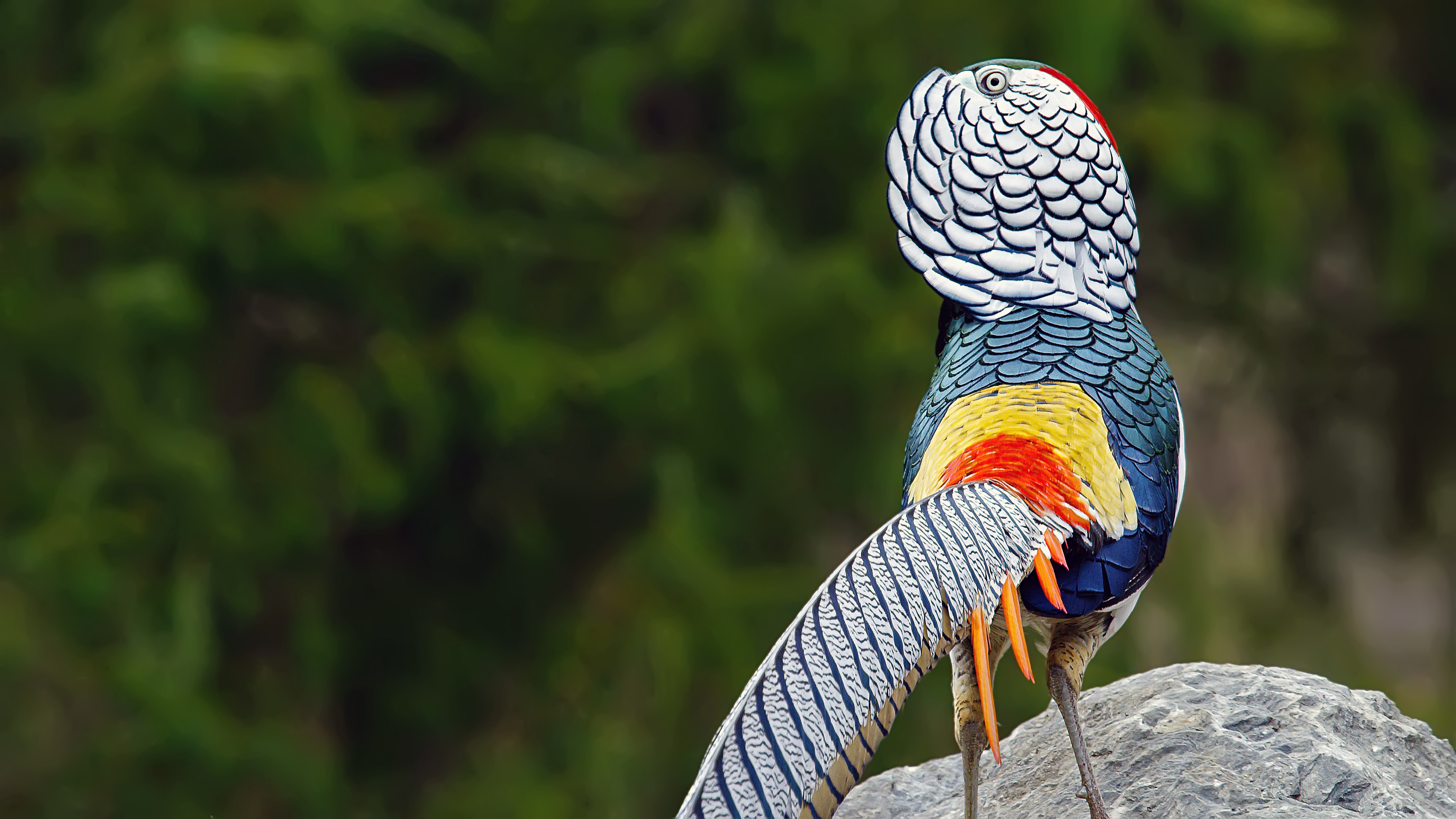 How a small Sichuan reserve is changing the fate of rare birds