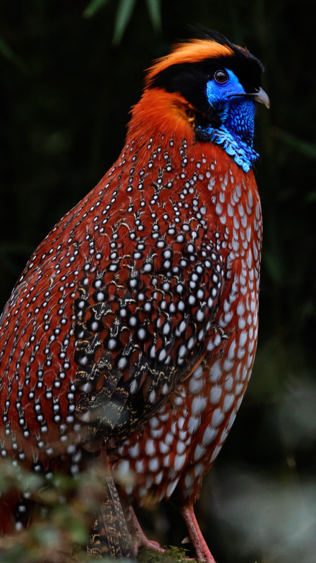 How a small Sichuan reserve is changing the fate of rare birds