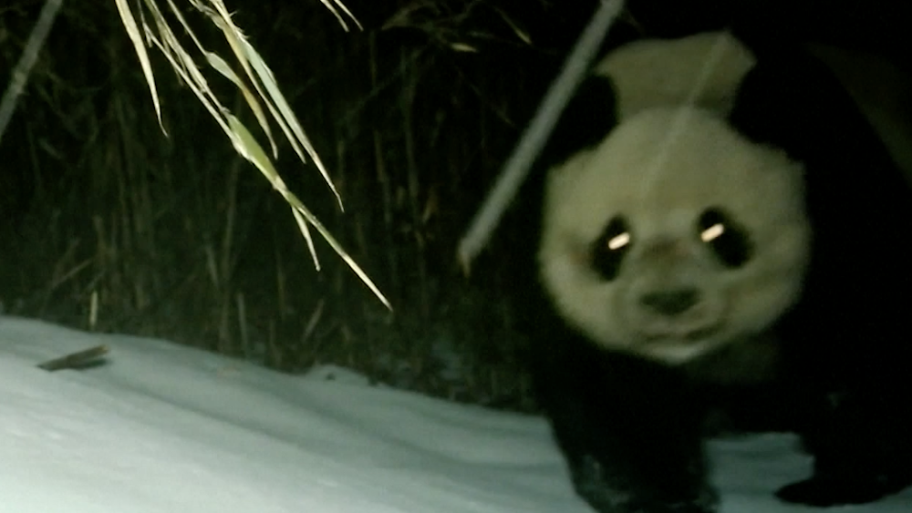 Playful moments of wild pandas captured in Sichuan forest