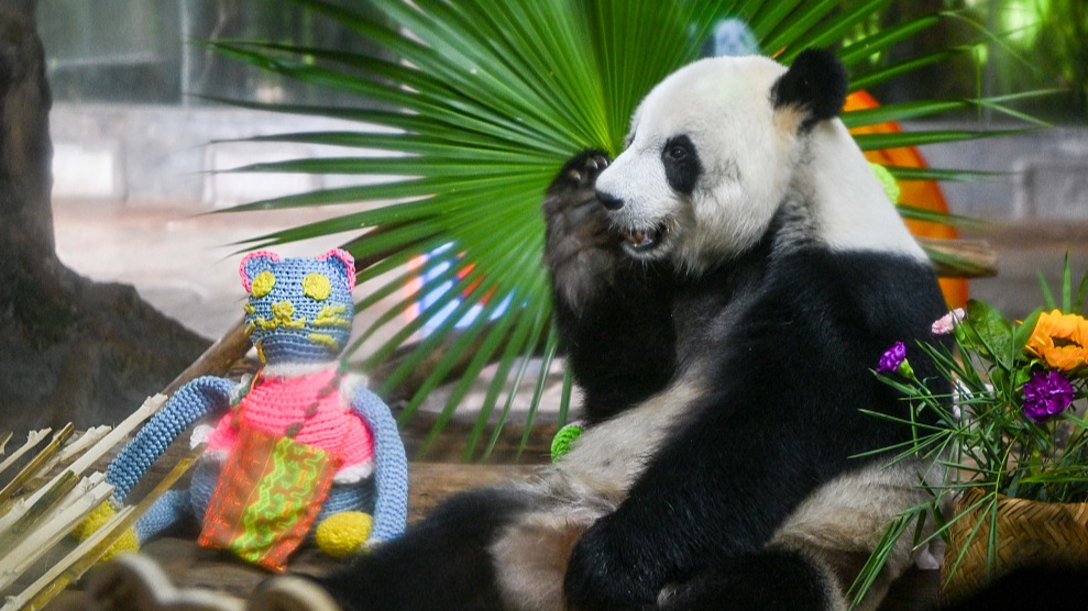 Live: Endearing moments with giant pandas in Hainan – Ep. 5