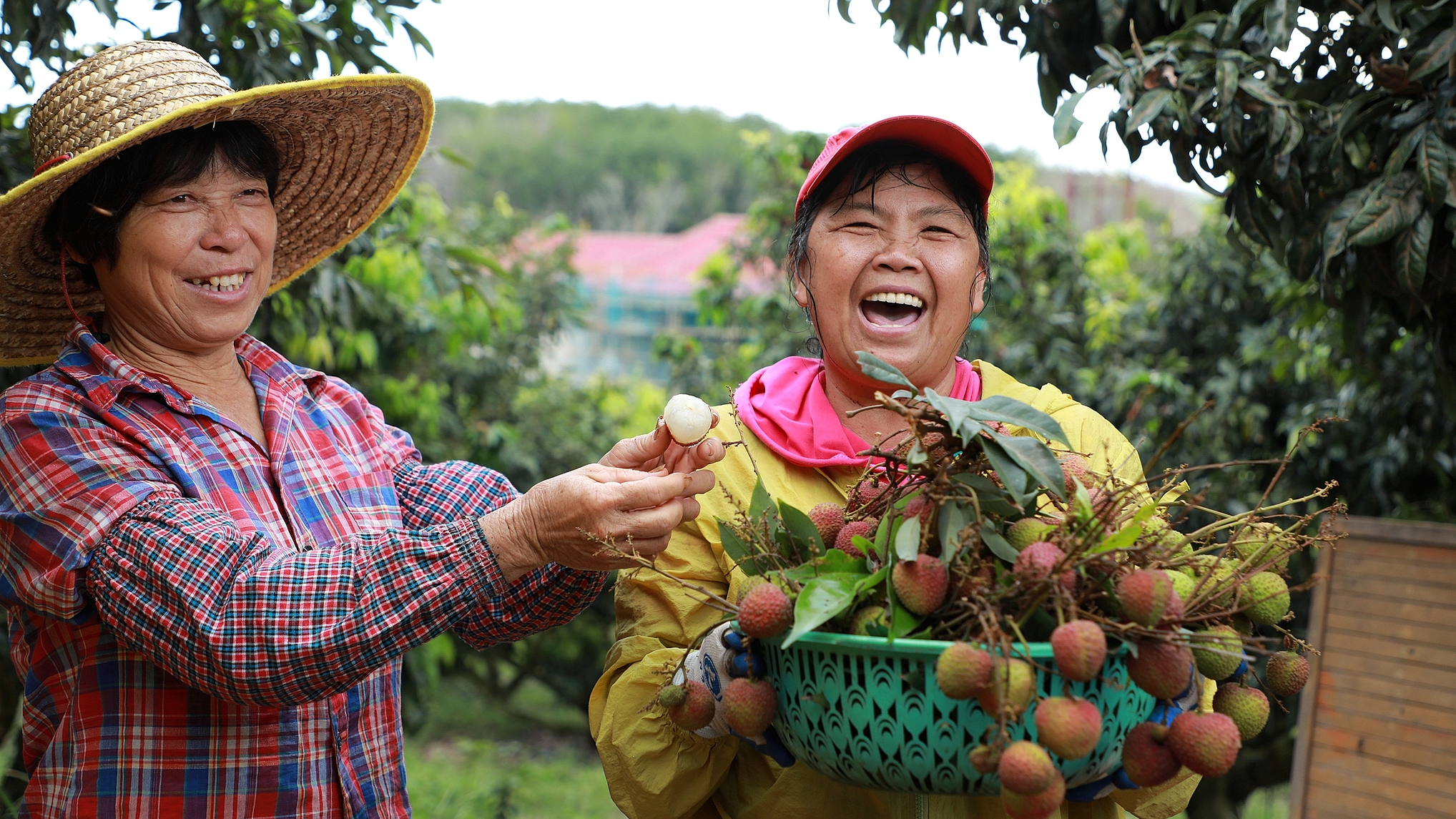 Hainan's tropical fruits go global under free trade port policies