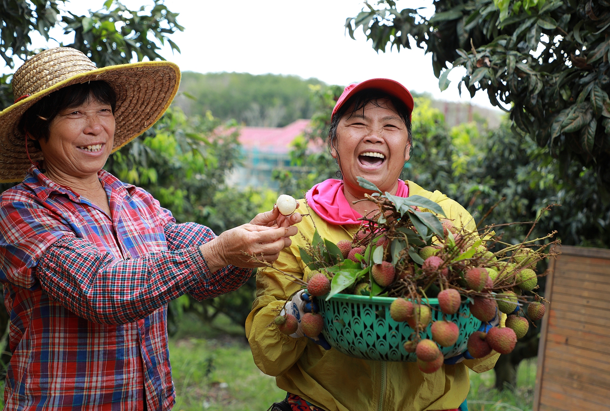 Fruit farmers happily taste lychees in a lychee orchard in Sanya, Hainan Province. /CFP