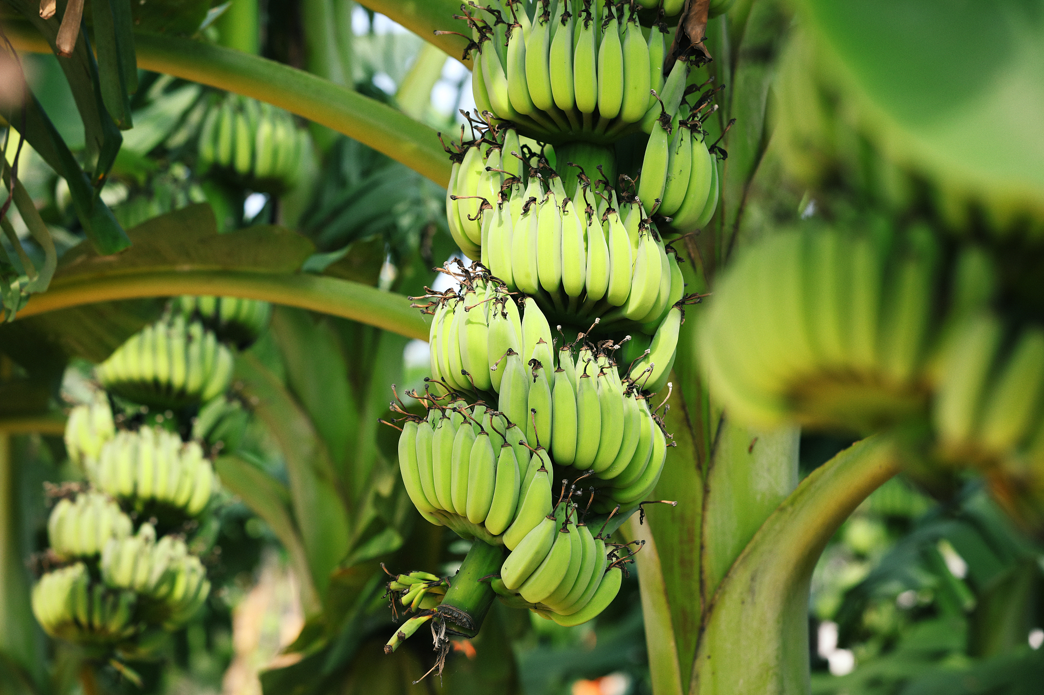 Hainan banana forest. /CFP