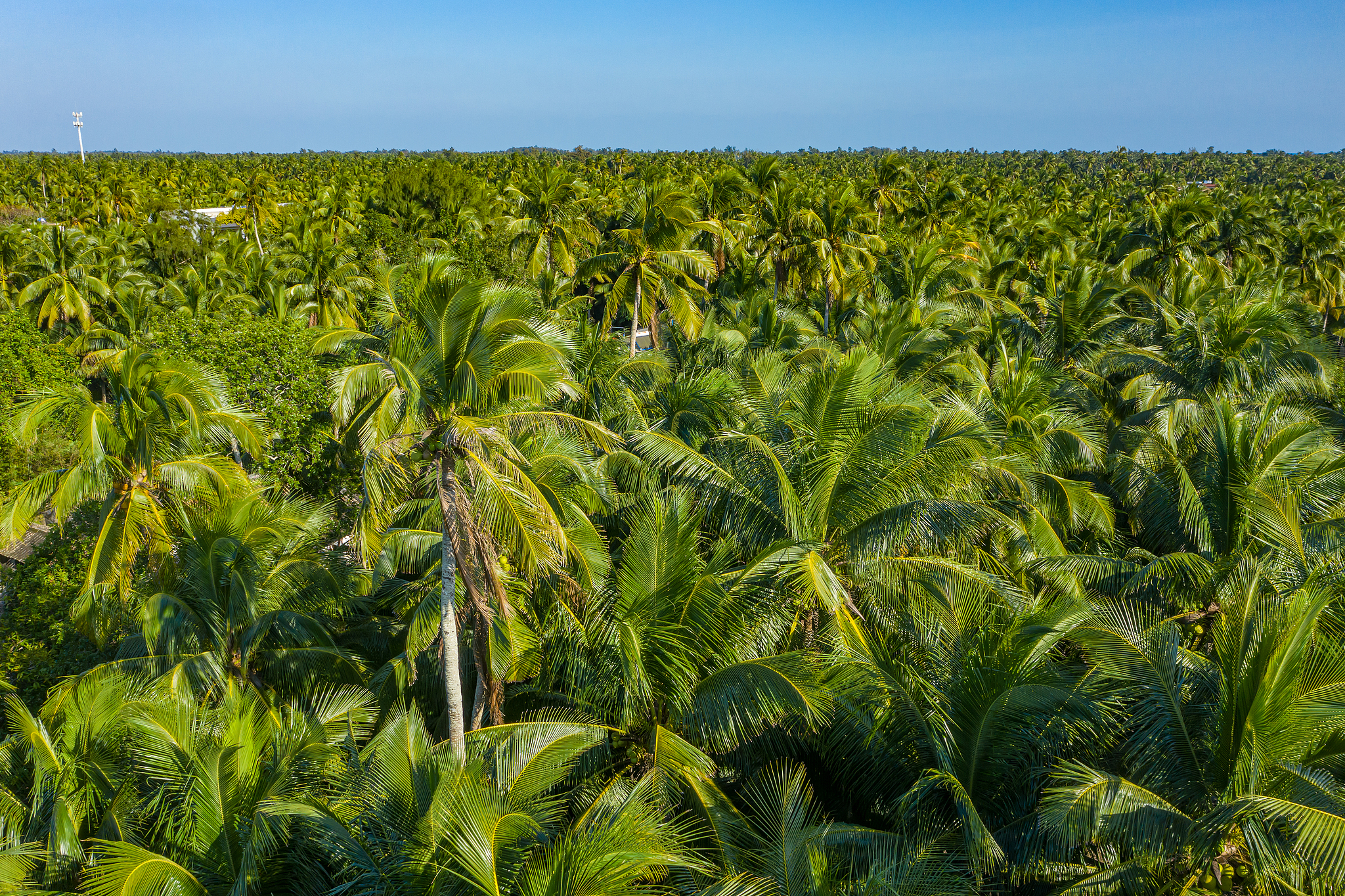 Hainan Wenchang tropical coastal coconut plantation. /CFP
