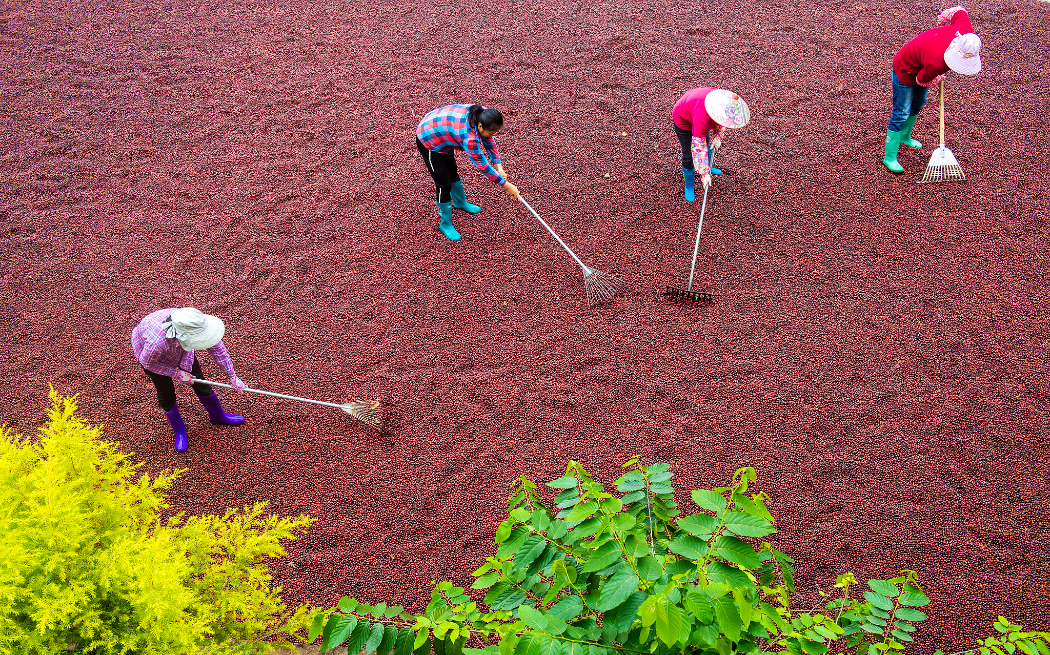 Workers in Hainan are drying the red coffee cherries. /CFP