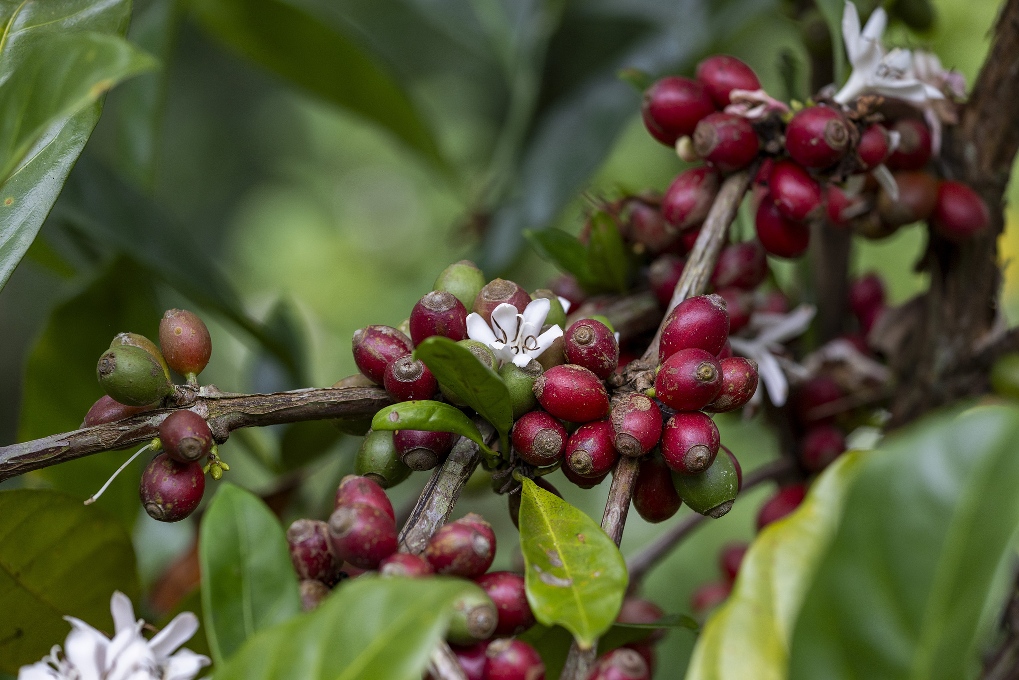 Hainan red coffee cherries. /CFP