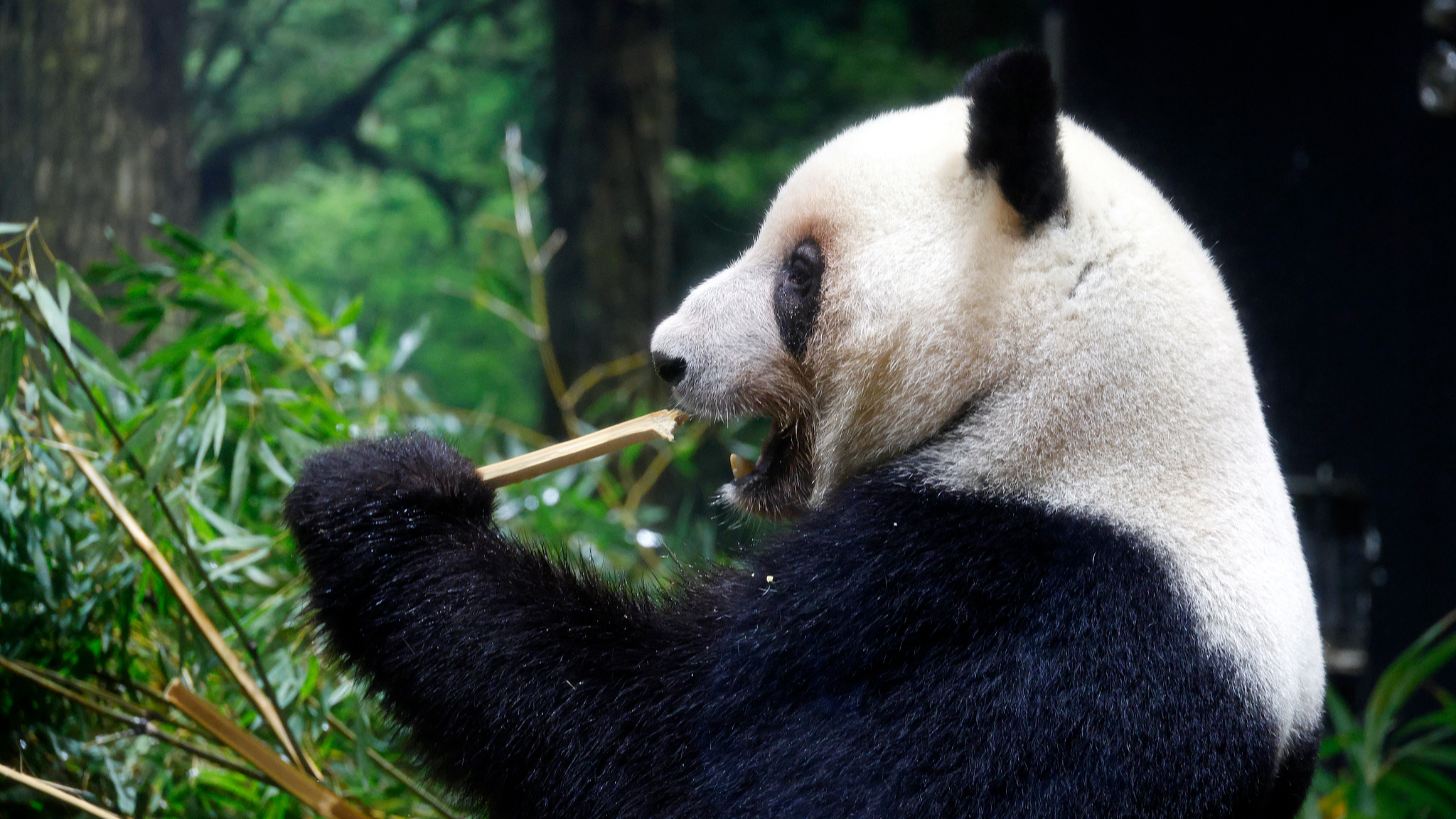 Japan's last pandas to return to China in January