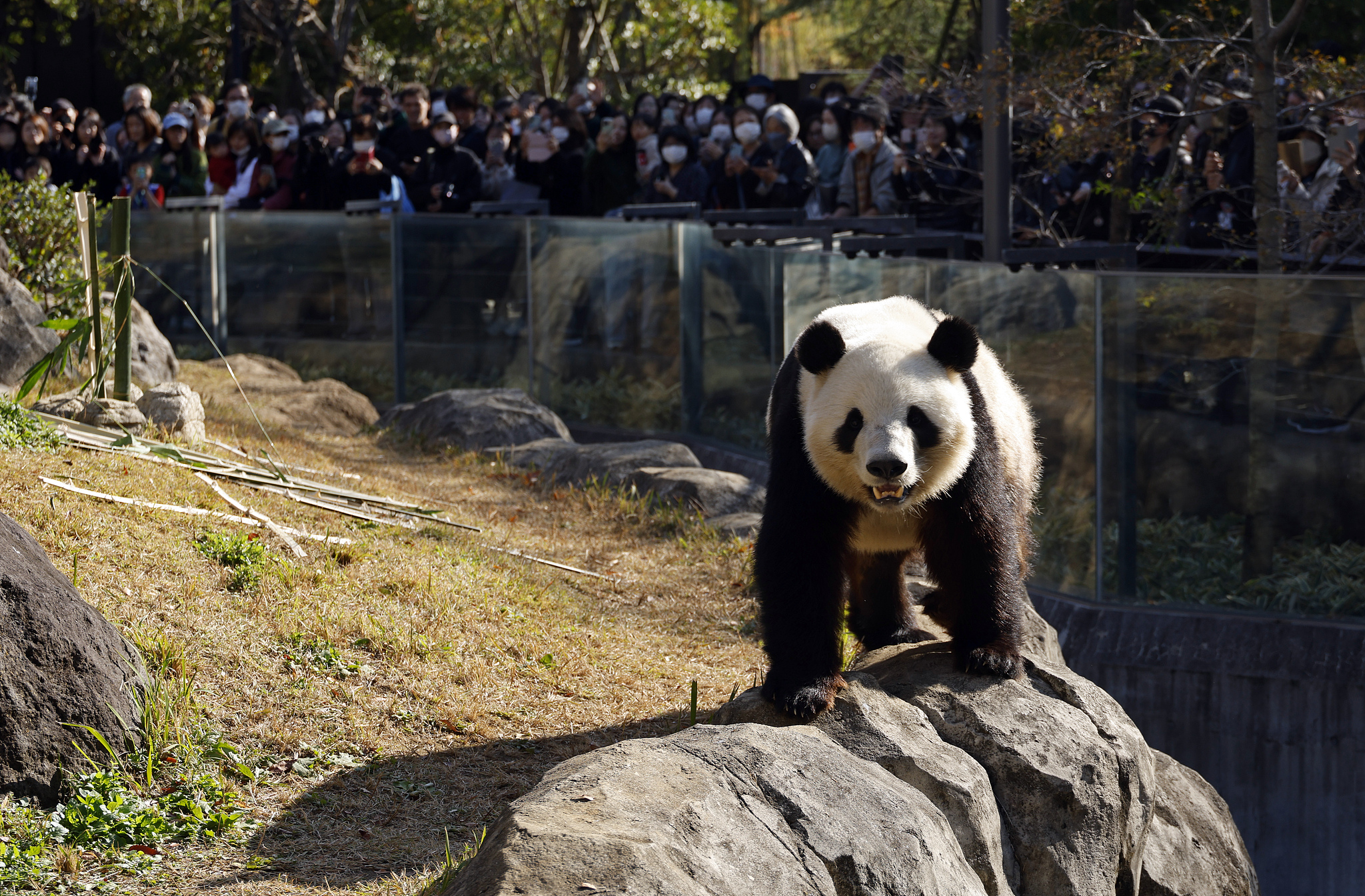Visitors gather to watch giant panda Xiao Xiao at Ueno Zoological Gardens in Tokyo, Japan, November 28, 2025. /VCG