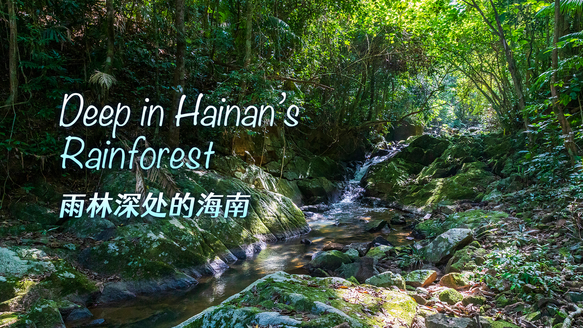Live: Deep inside Hainan's tropical rainforest