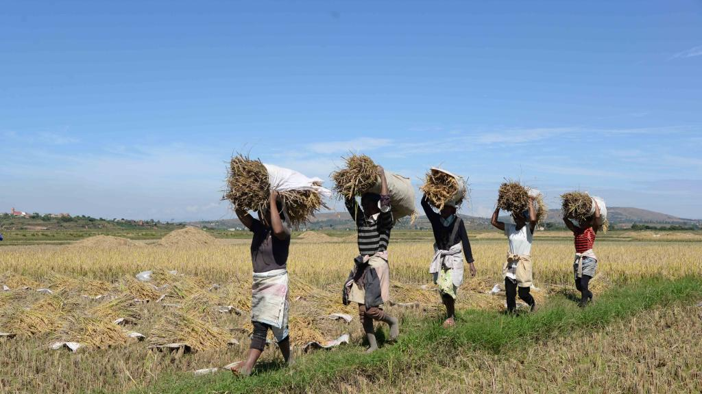 Local farmers harvest rice in a high-yield hybrid rice demonstration field at the Africa branch of the China National Hybrid Rice Research and Development Center, Mahitsy, Madagascar, May 12, 2023. /VCG