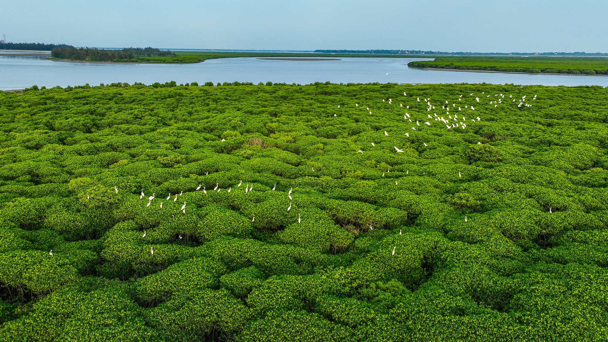 Mangrove forest in Dongzhaigang National Nature Reserve in south China's Hainan Province. /VCG