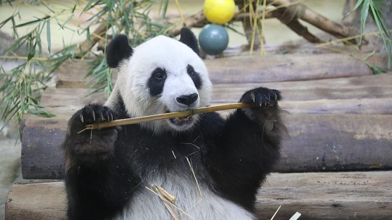 Live: Endearing moments with giant pandas in Hainan – Ep. 6
