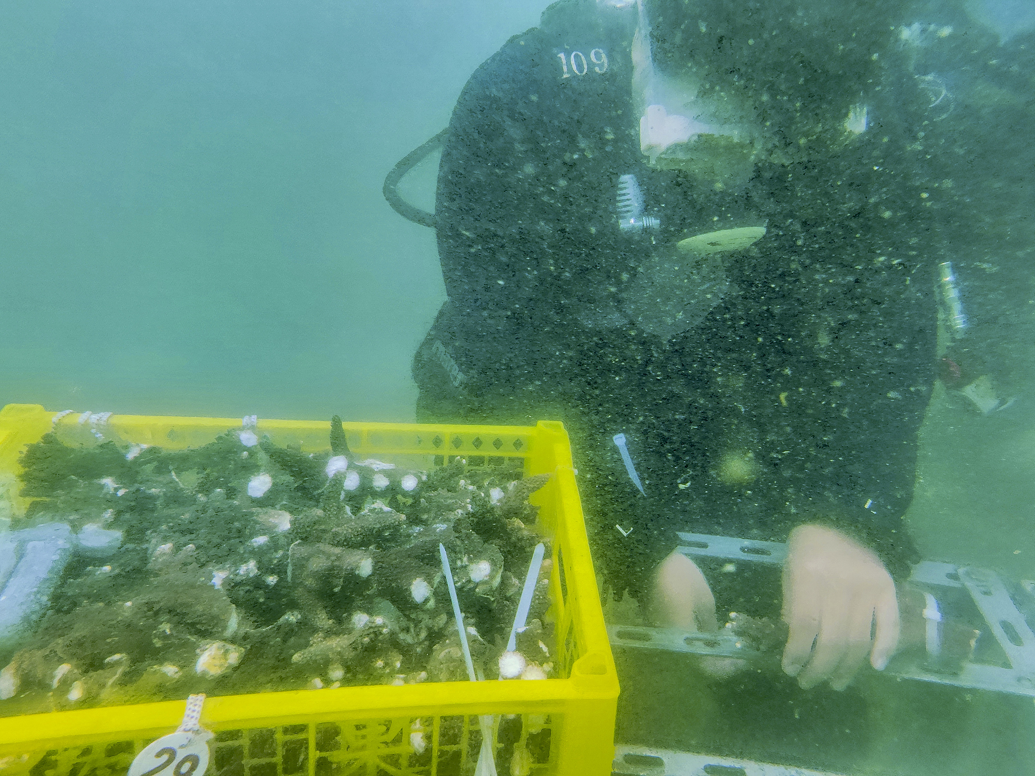 Coral conservation volunteers transplant corals on the seabed in Lingshui County. /CFP