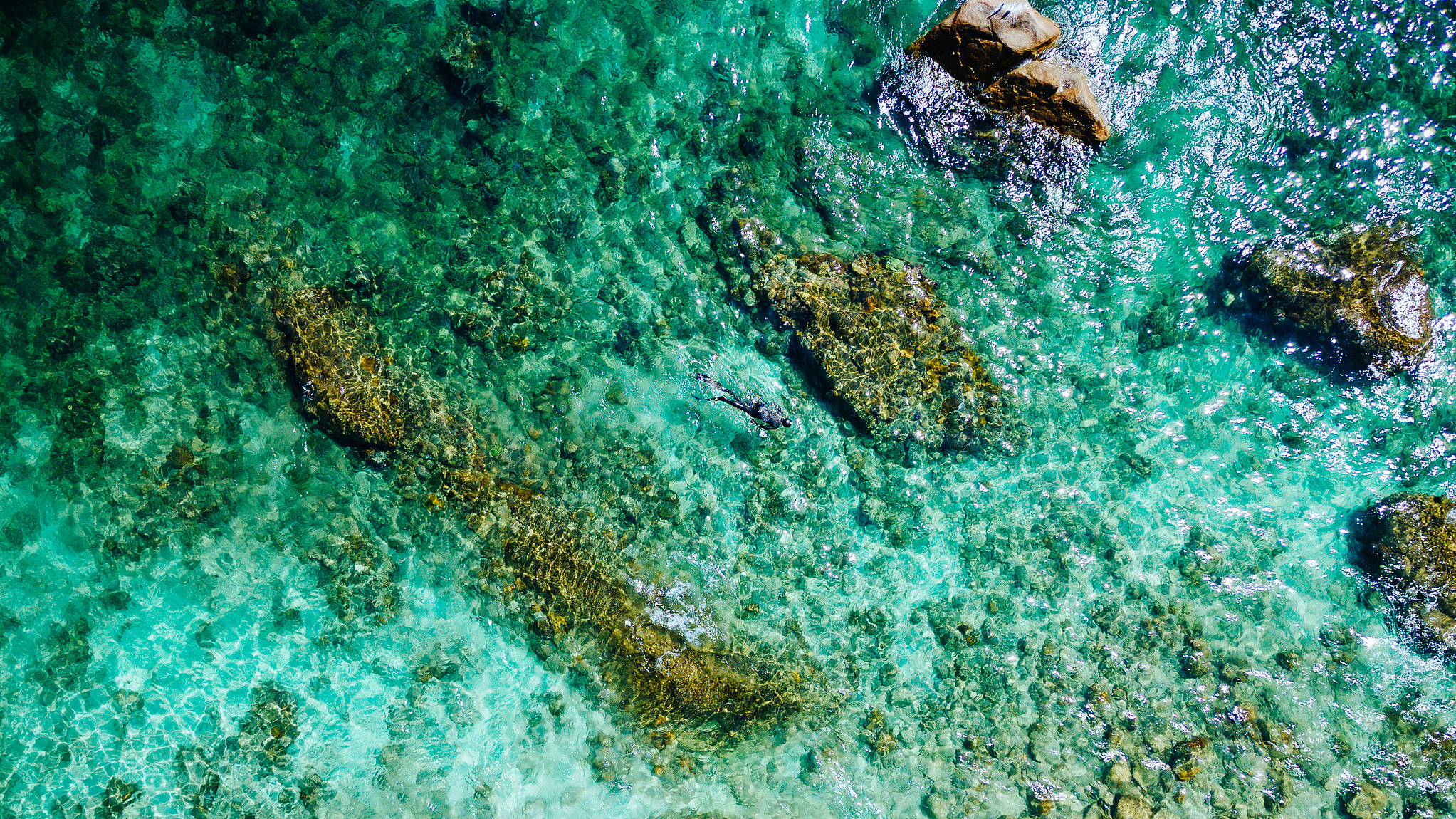 Restoring the ocean's rainforests in Hainan