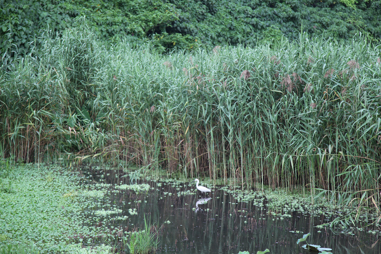 A bird is seen foraging near the Taipa Houses Museum in Macao. /CGTN