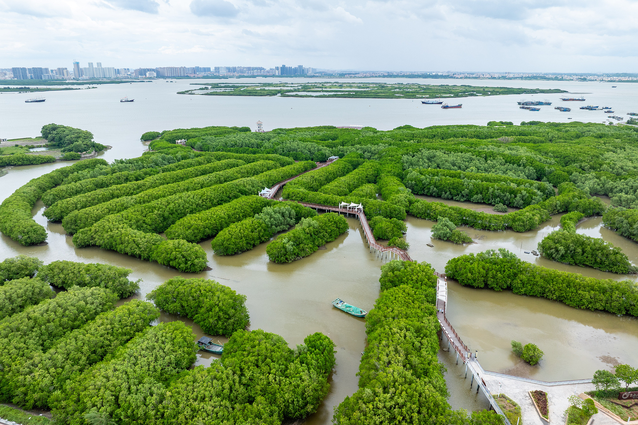 Mangroves in Maoming, Guangdong Province, south China, August 17, 2025. /VCG