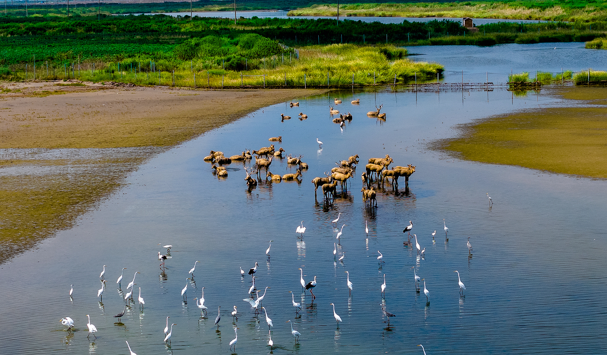 A milu herd and flocks of migratory birds share the Tiaozini Wetland in Yancheng, Jiangsu Province, eastern China, September 15, 2025. /VCG
