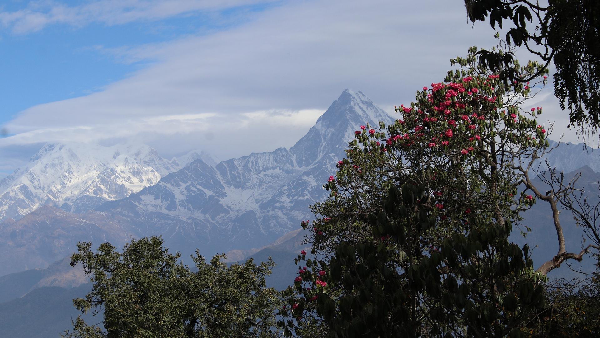 Alpine plants biodiversity study shows how life always finds a way