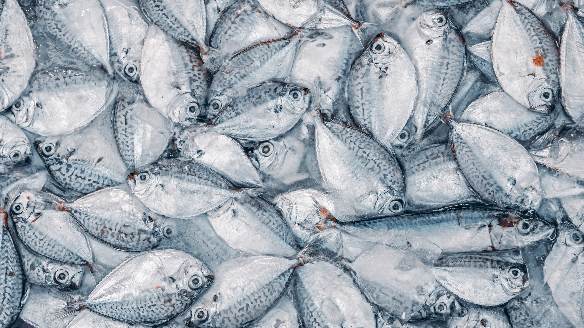 Chinese team maps how 'forever chemicals' move from fish to humans