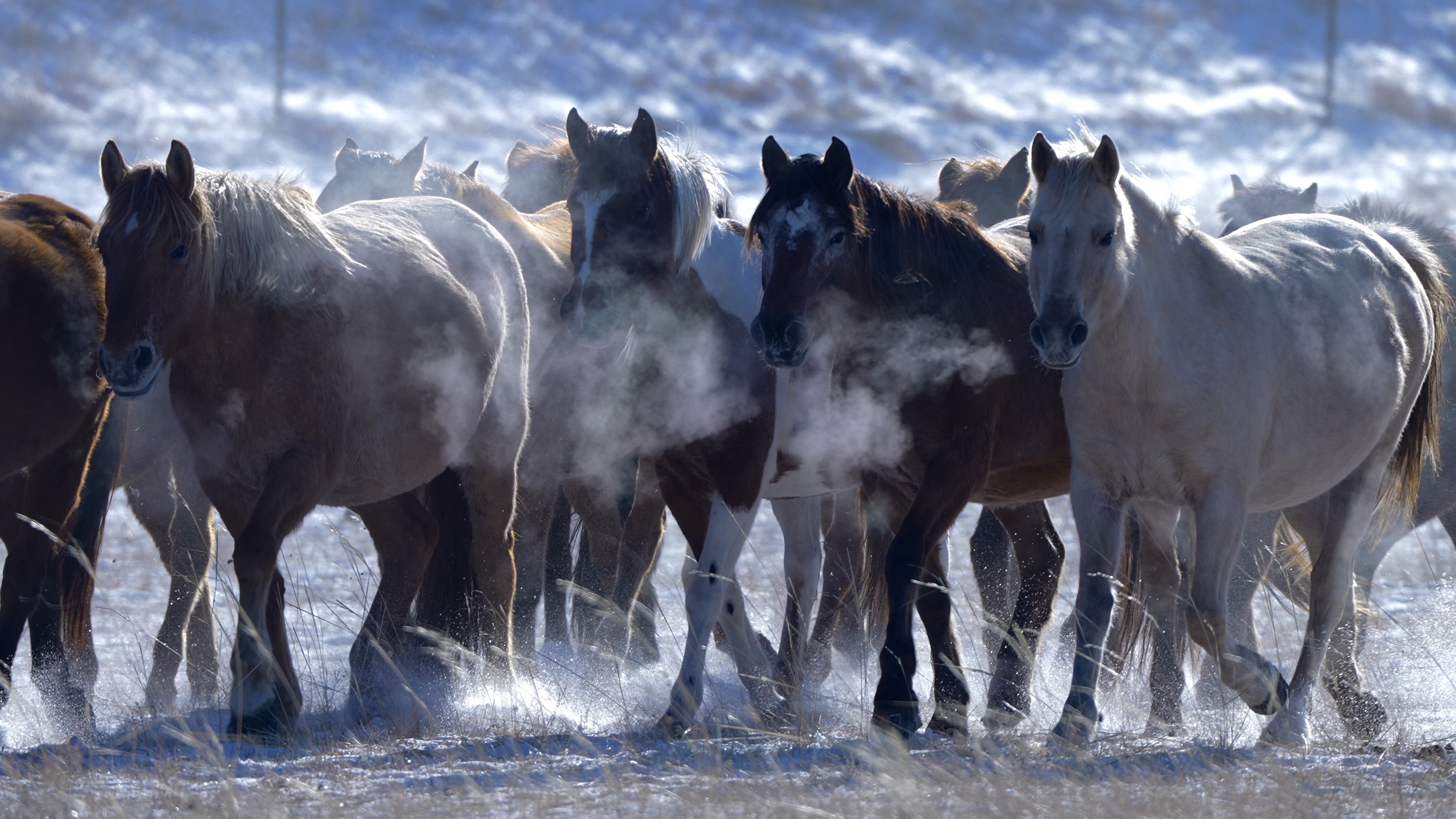 Galloping horses on the grasslands of Hulun Buir in N China