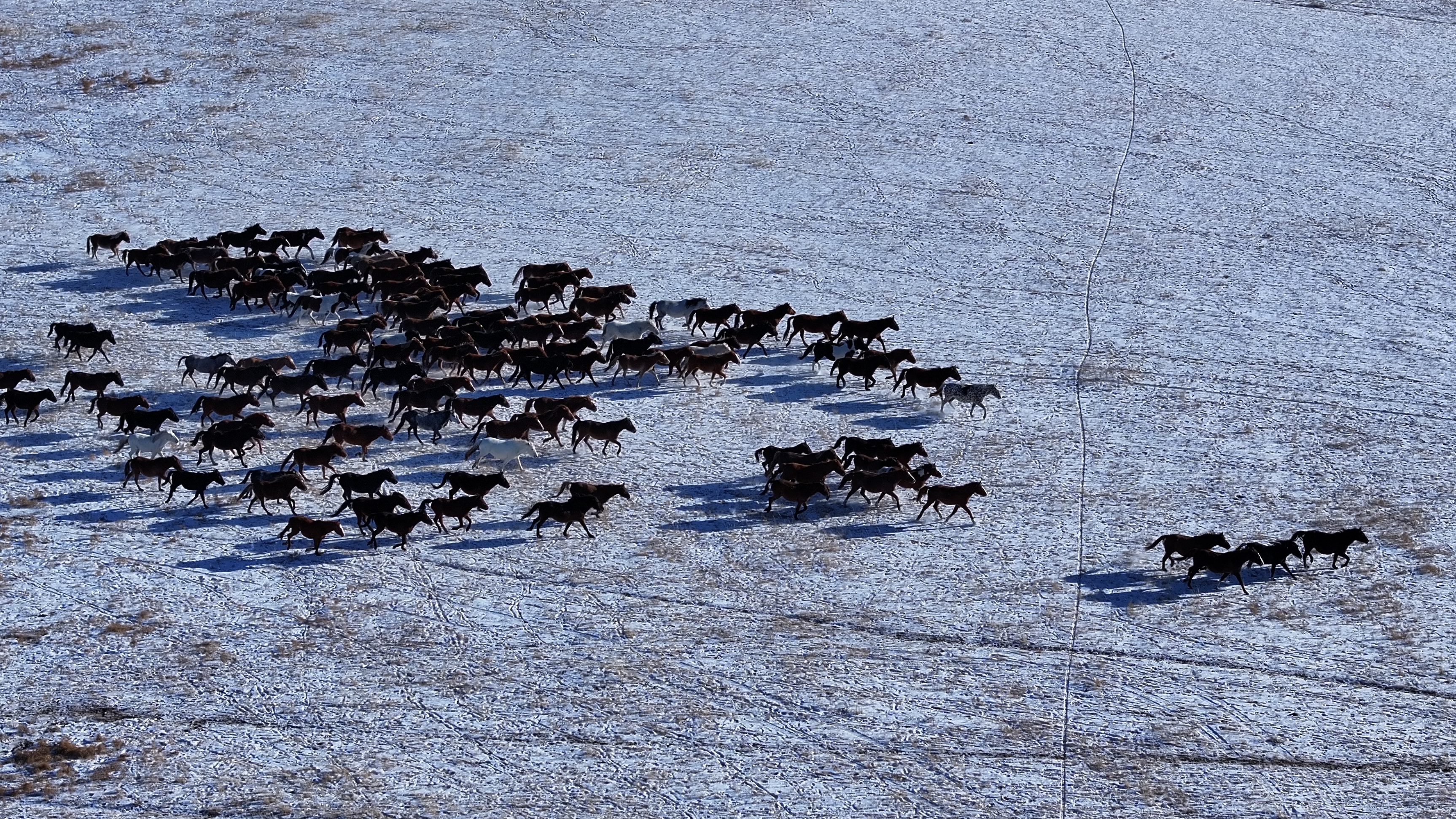Galloping horses on the grasslands of Hulun Buir in N China