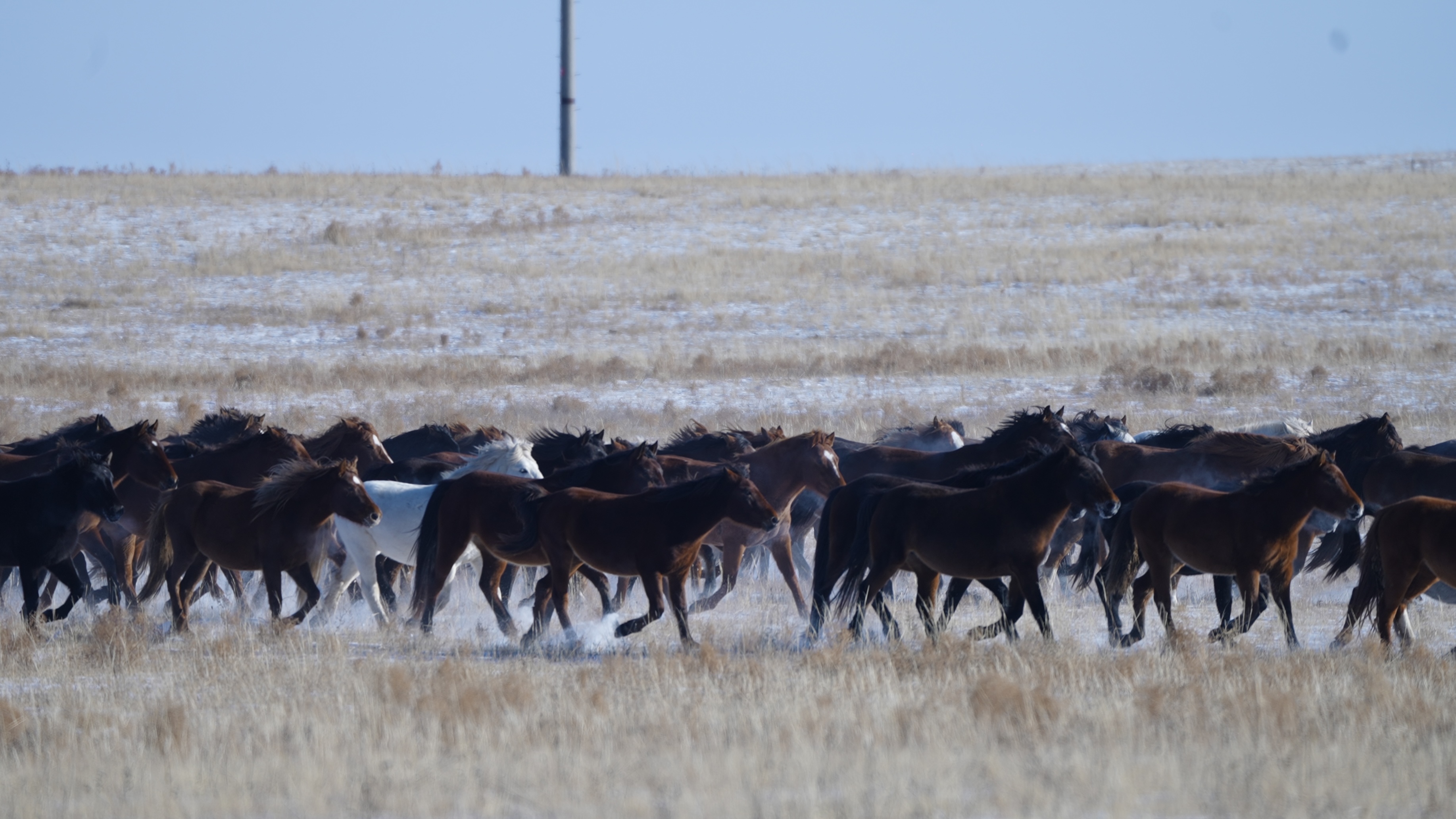 Galloping horses on the grasslands of Hulun Buir in N China