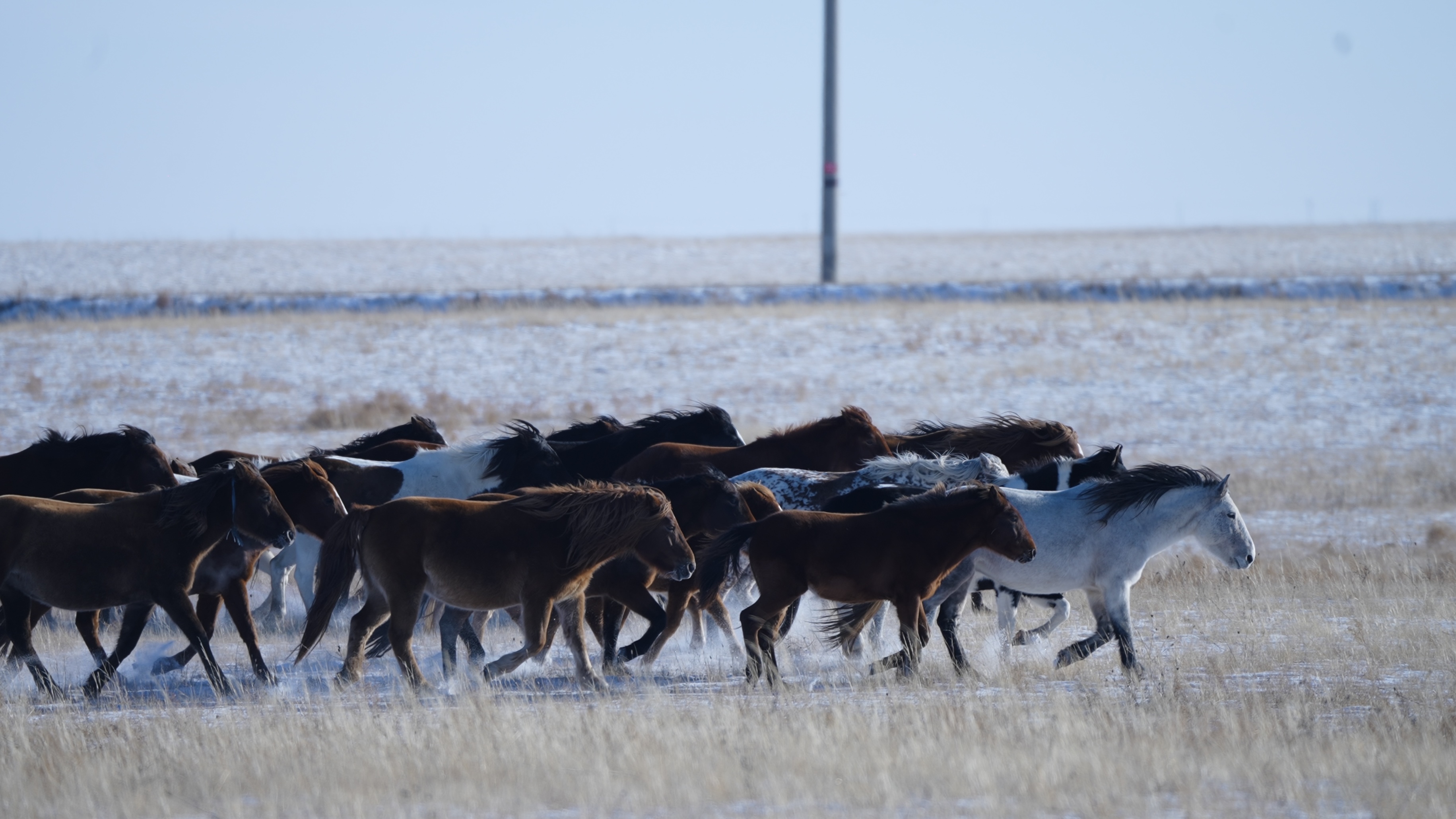 Galloping horses on the grasslands of Hulun Buir in N China