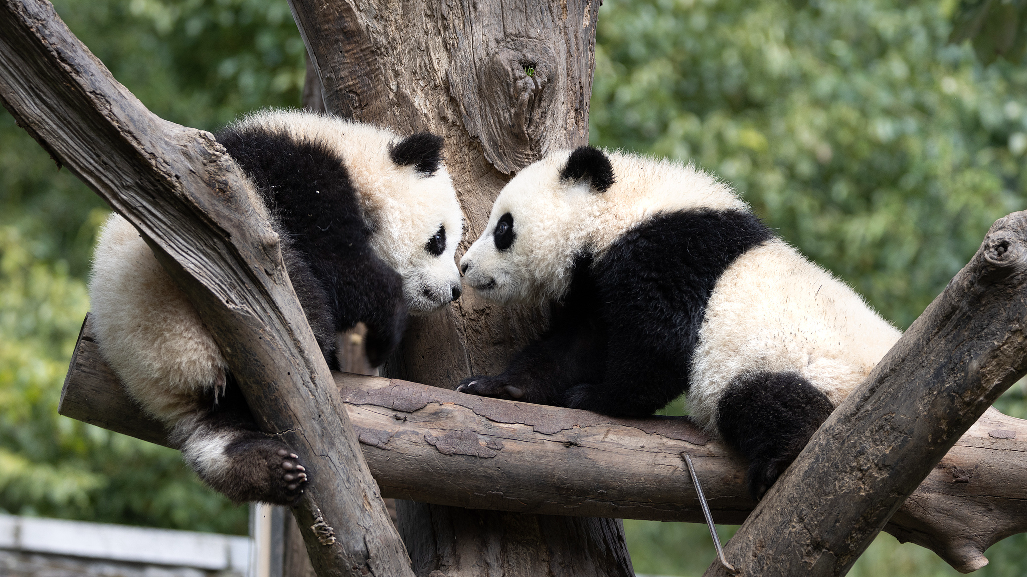 Live: A visit to China's new home for its beloved giant pandas