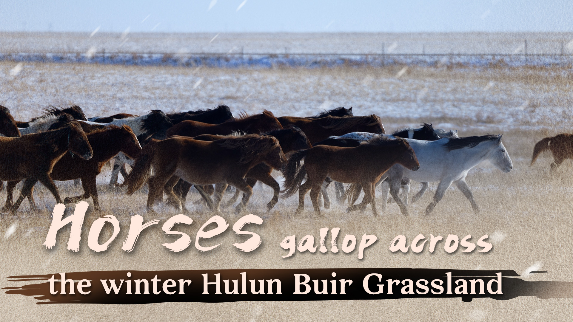 Horses gallop across the winter Hulun Buir Grassland