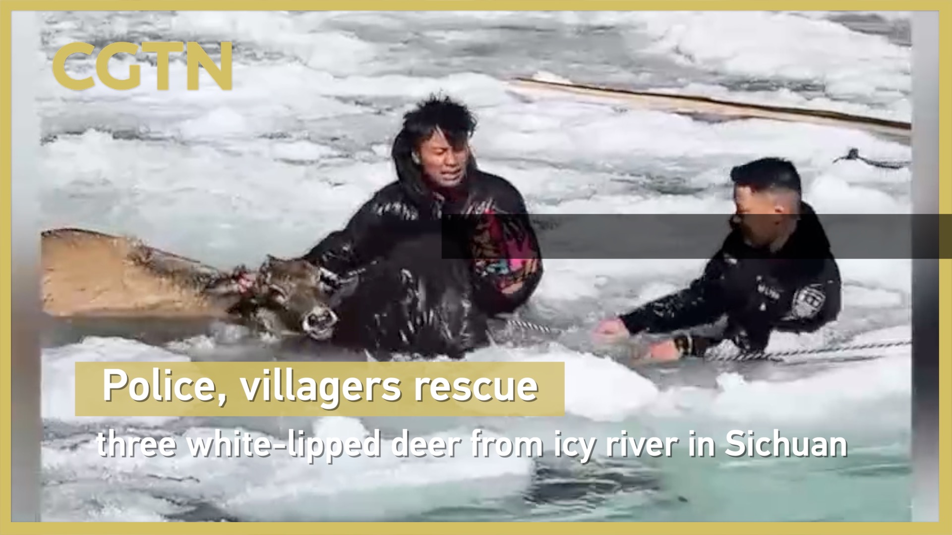 Police, villagers rescue three white-lipped deer from icy river in Sichuan