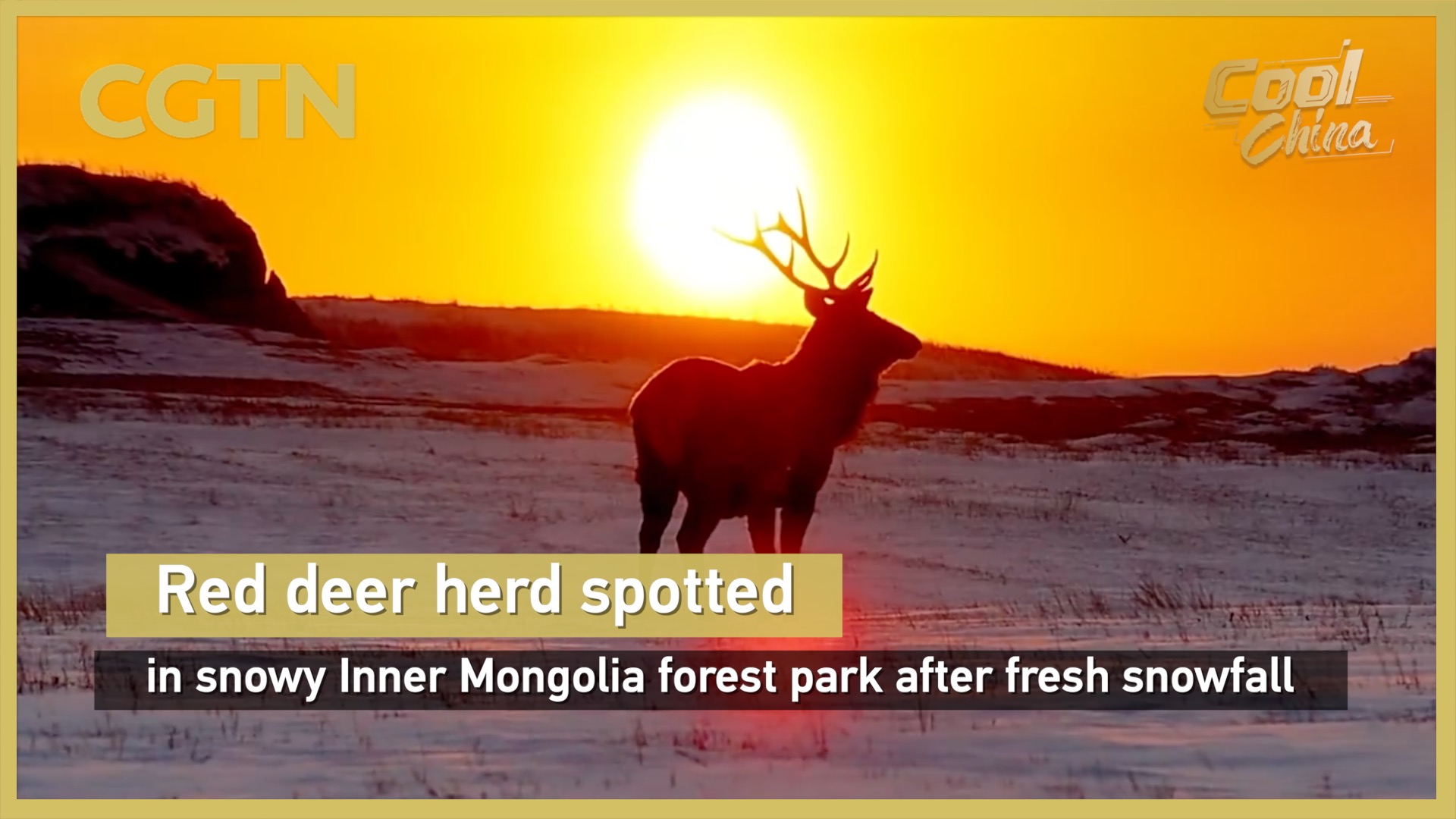 Red deer herd spotted in snowy Inner Mongolia forest park
