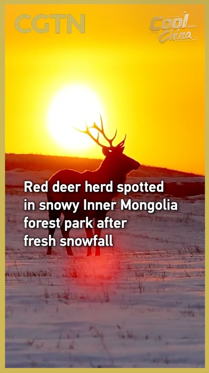 Red deer herd spotted in snowy Inner Mongolia forest park
