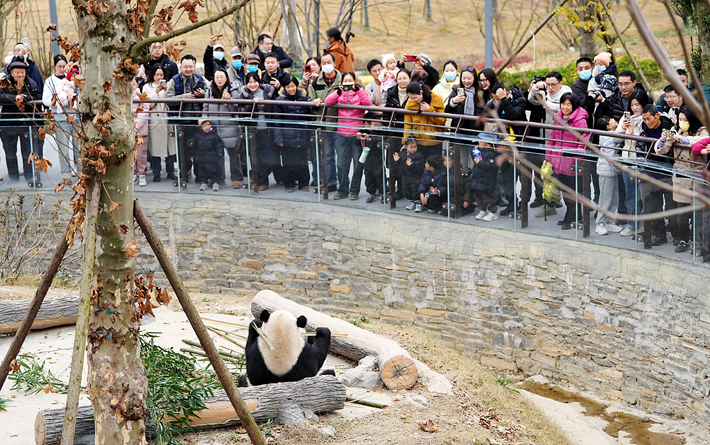 Visitors stand by a panda enclosure at the newly opened Mianyang China Giant Panda Garden in Sichuan Province, China. December 21, 2025. /VCG
