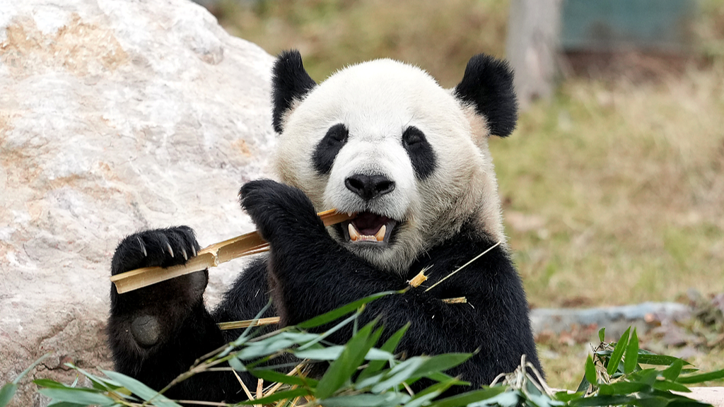 A giant panda enjoys eating bamboo inside its enclosure at the newly opened Mianyang China Giant Panda Garden in Sichuan Province, China. December 21, 2025. /VCG