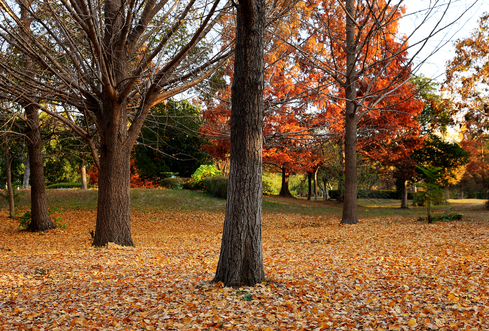 Fallen ginkgo leaves in Hangzhou, Zhejiang Province, east China, December 9, 2025. /VCG
